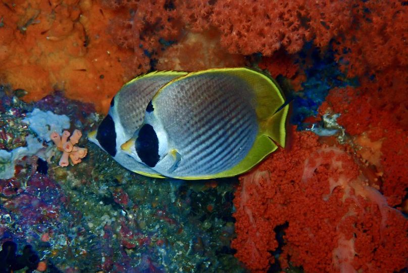 panda butterfly fish