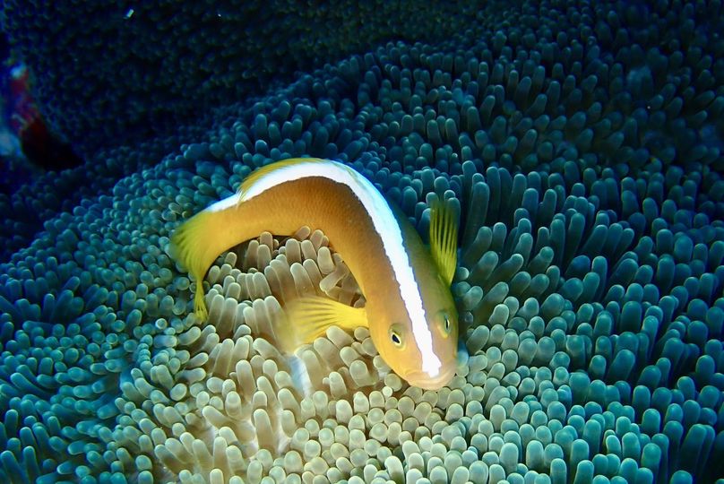 Yellow clownfish