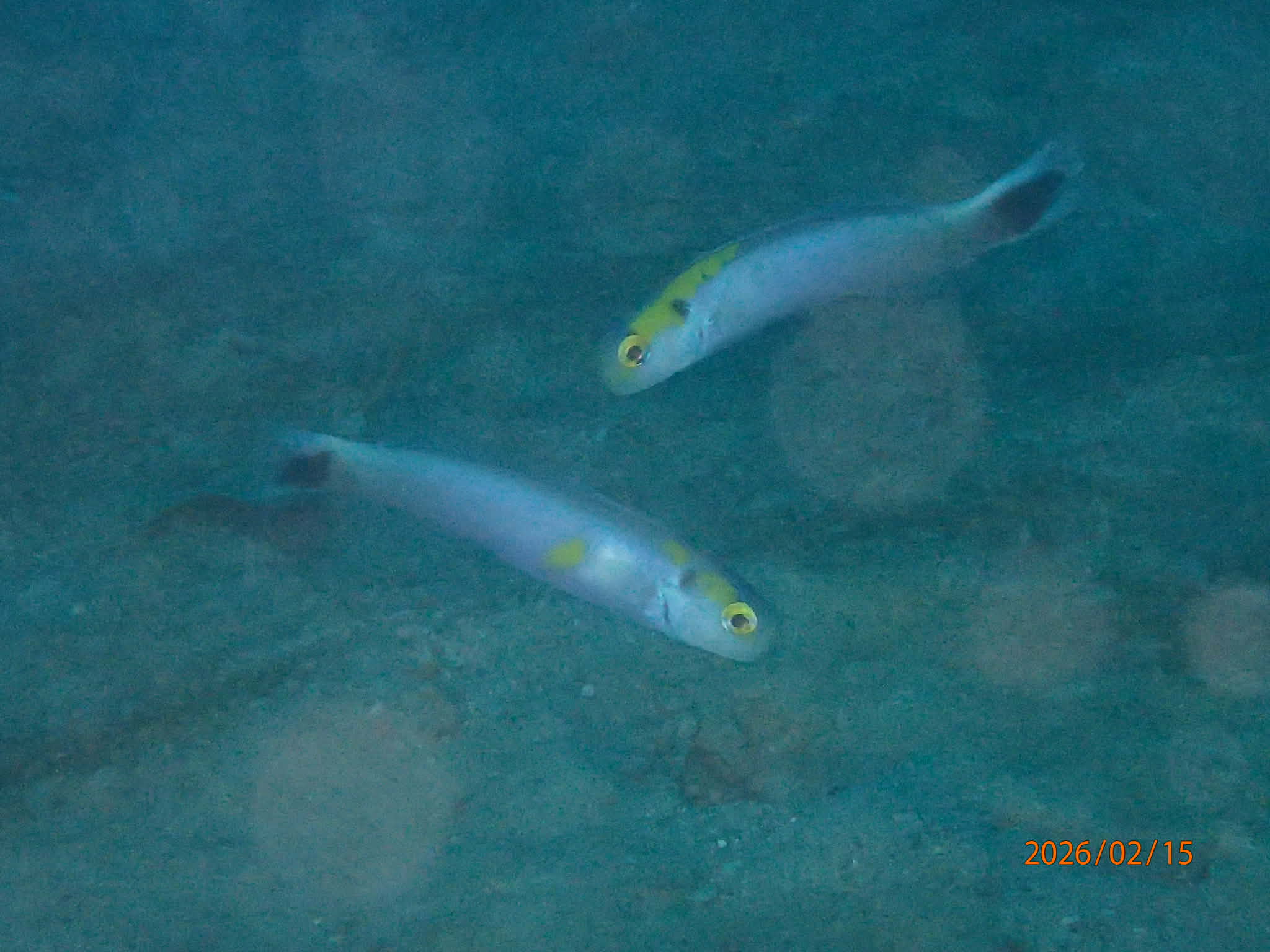 カメさん、、、