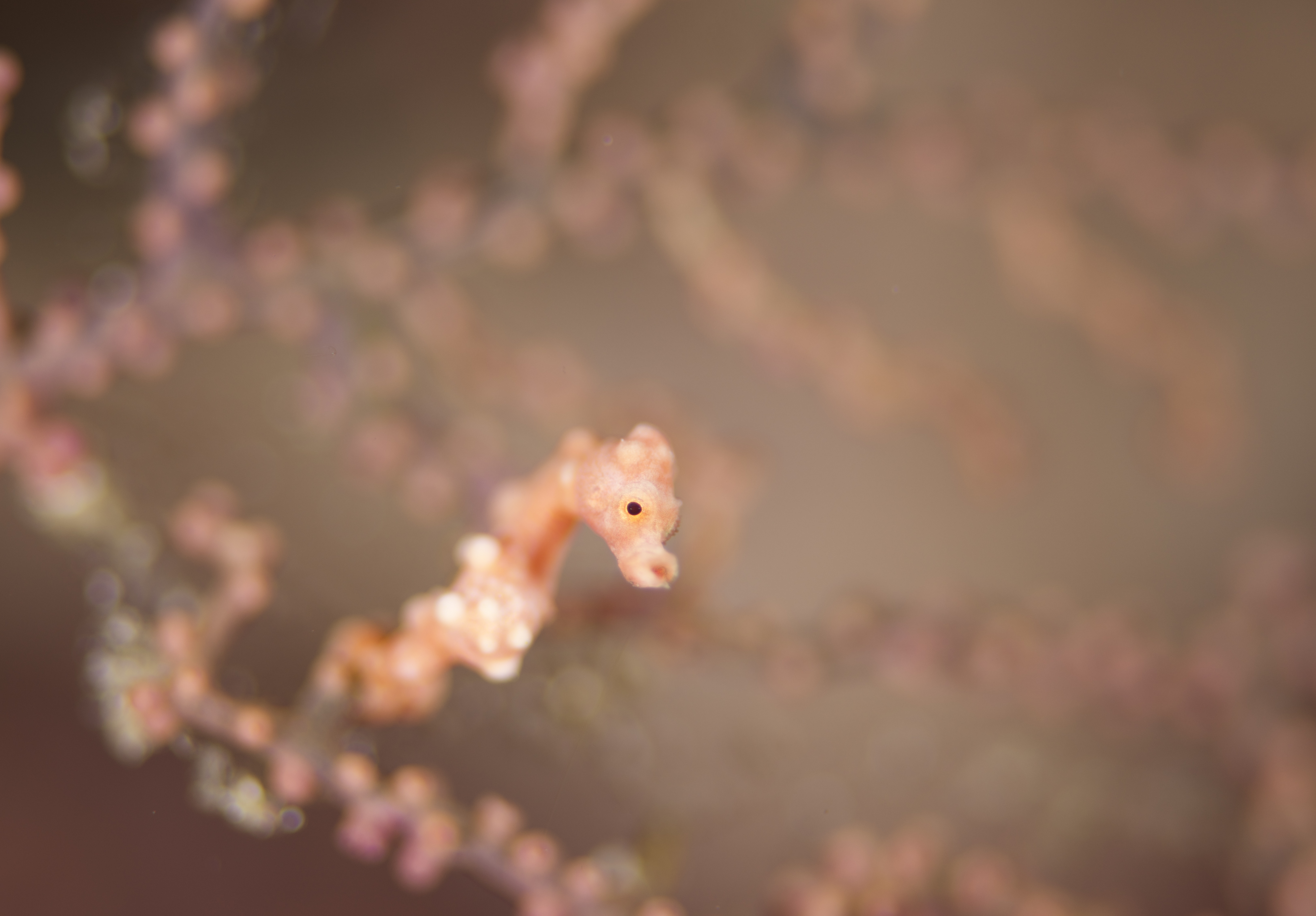 so cute pigmy seahorse