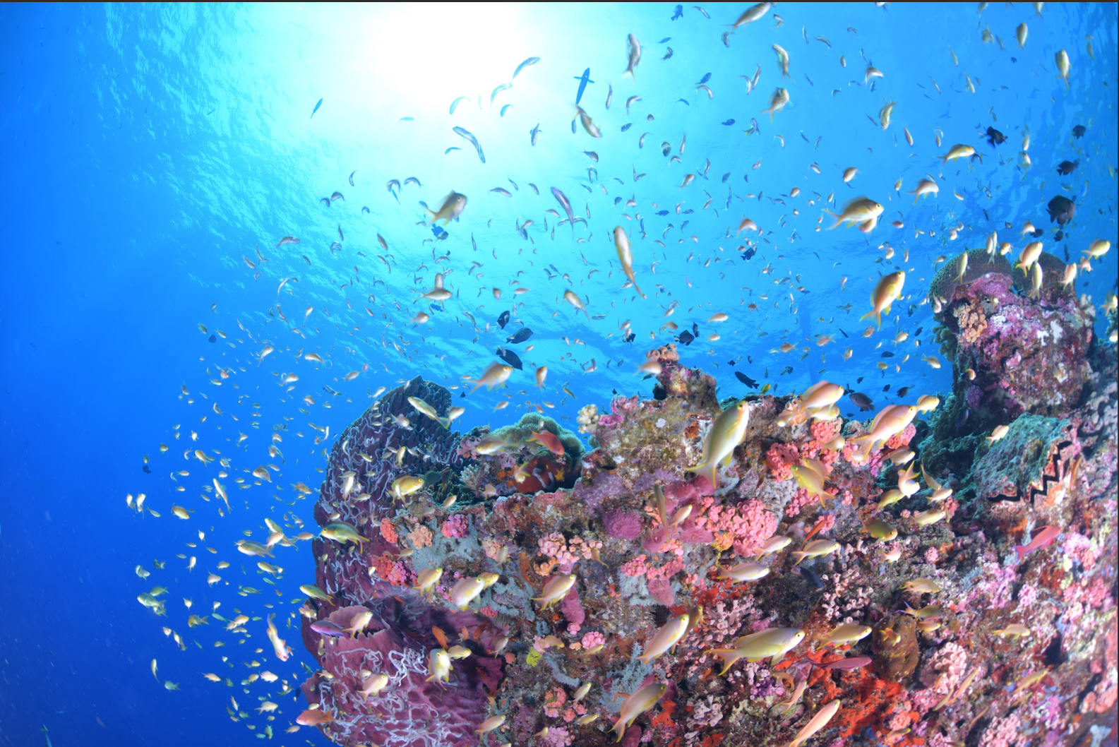 ペスカドール島