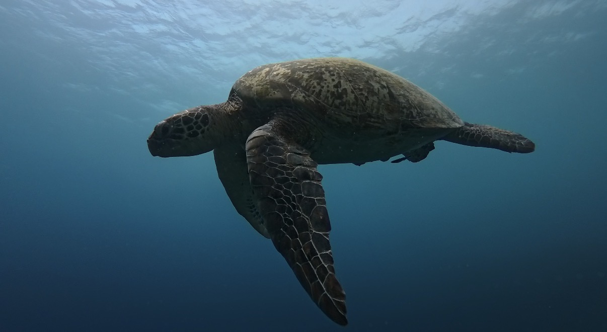 Sea turtle