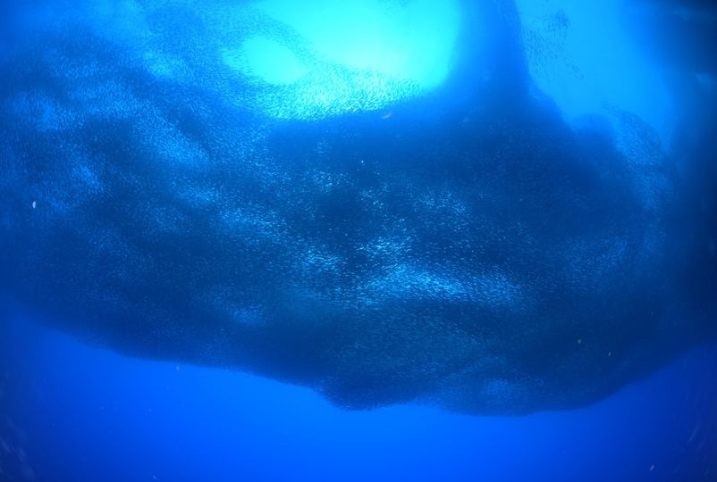 House Reef & Pescador island