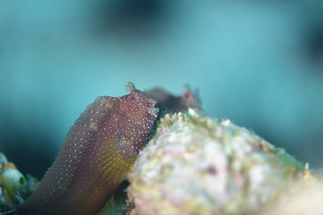 Posting fish pics for a change!