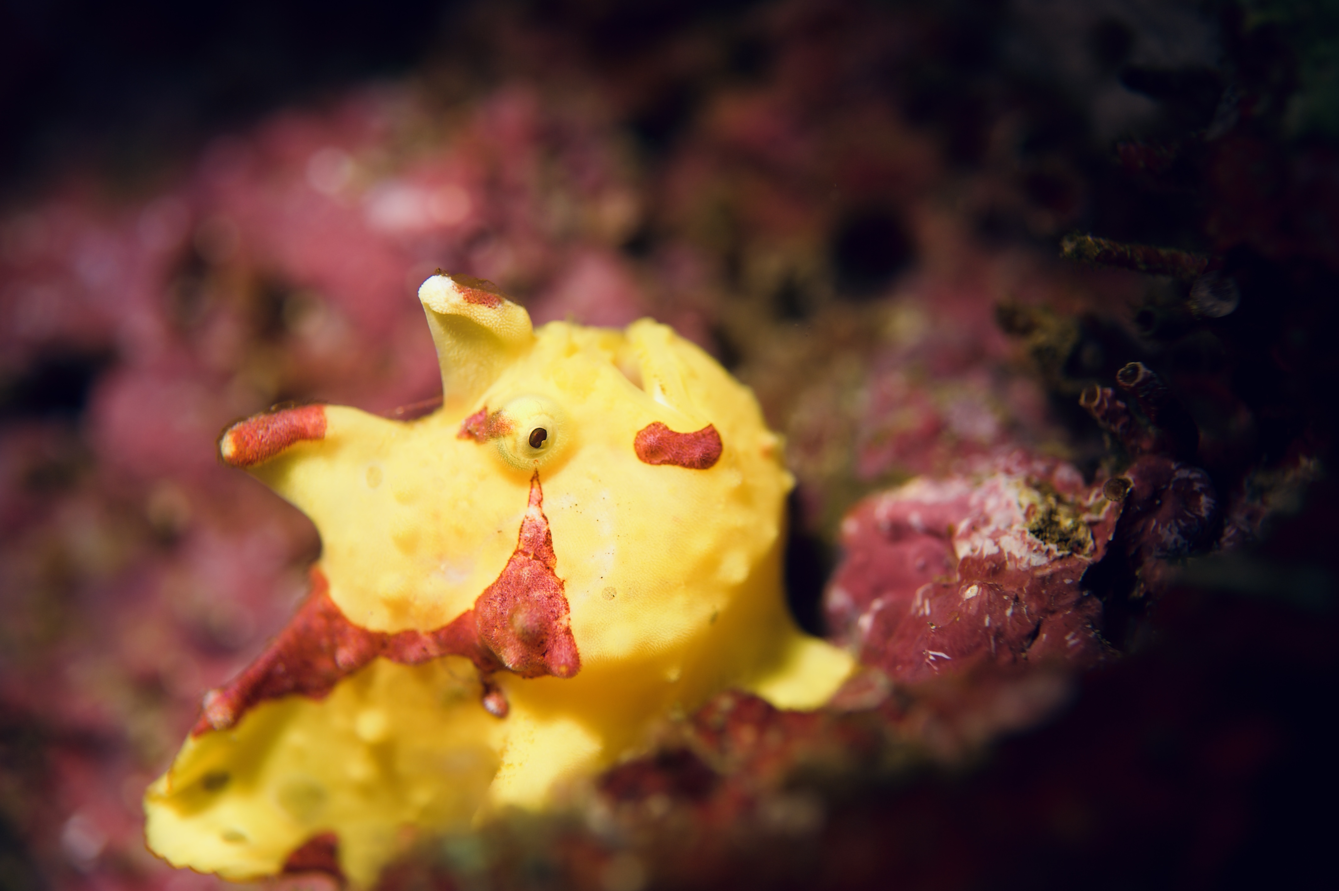 frog fish day