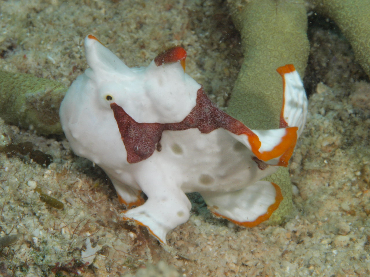 frog fish