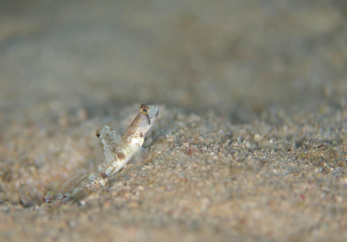 sand diving