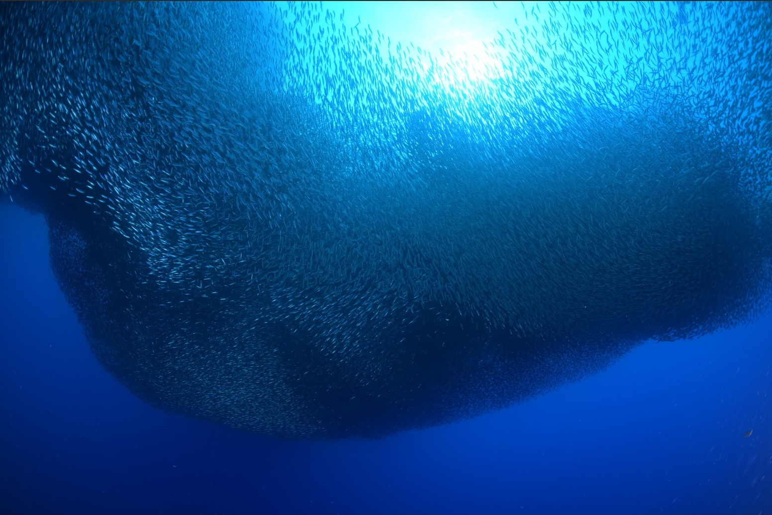 Pescador island