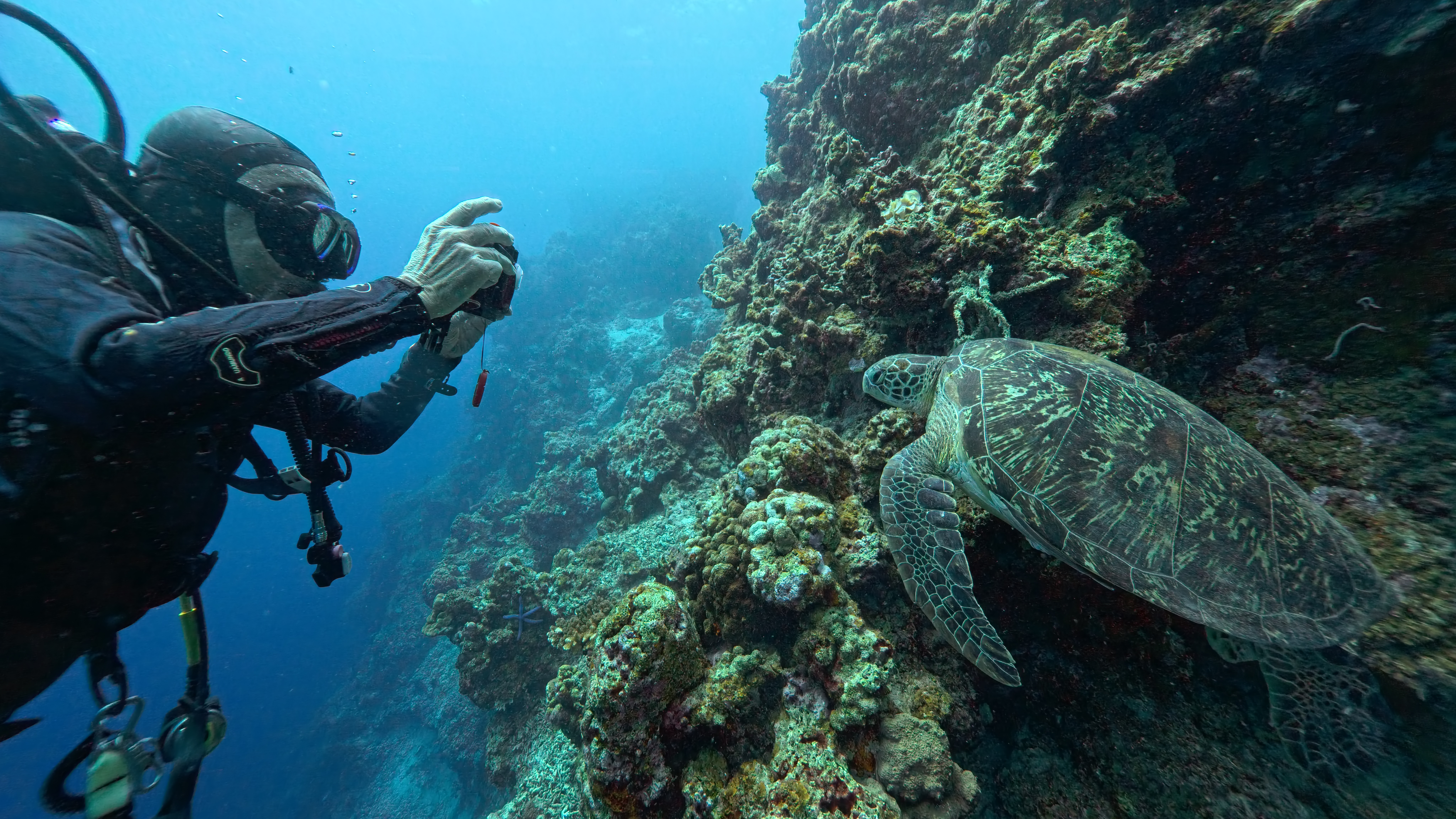 turtle