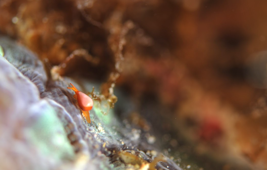 Microshells
