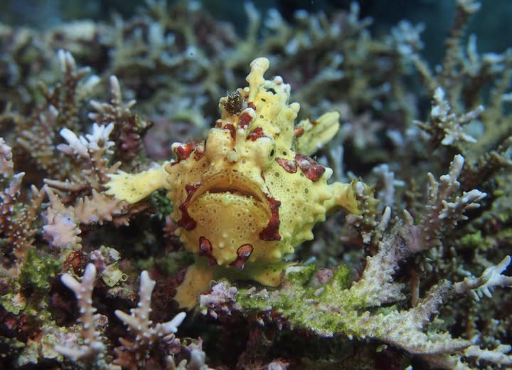 Warty frogfish