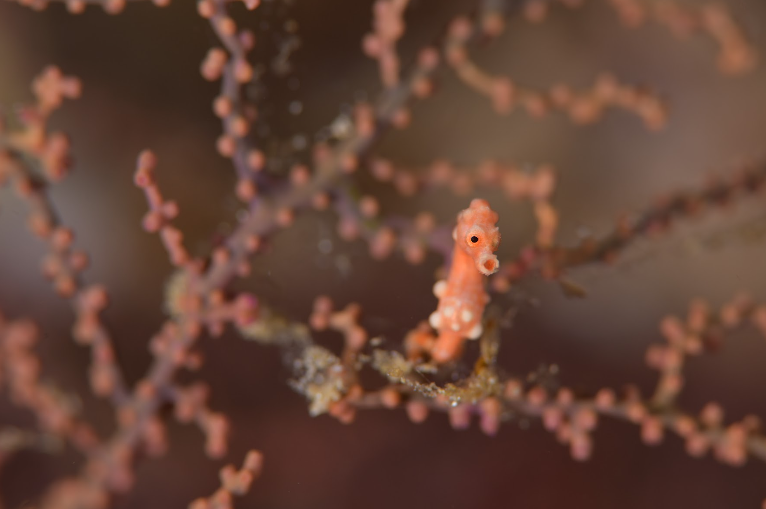 Pygmy sea horse