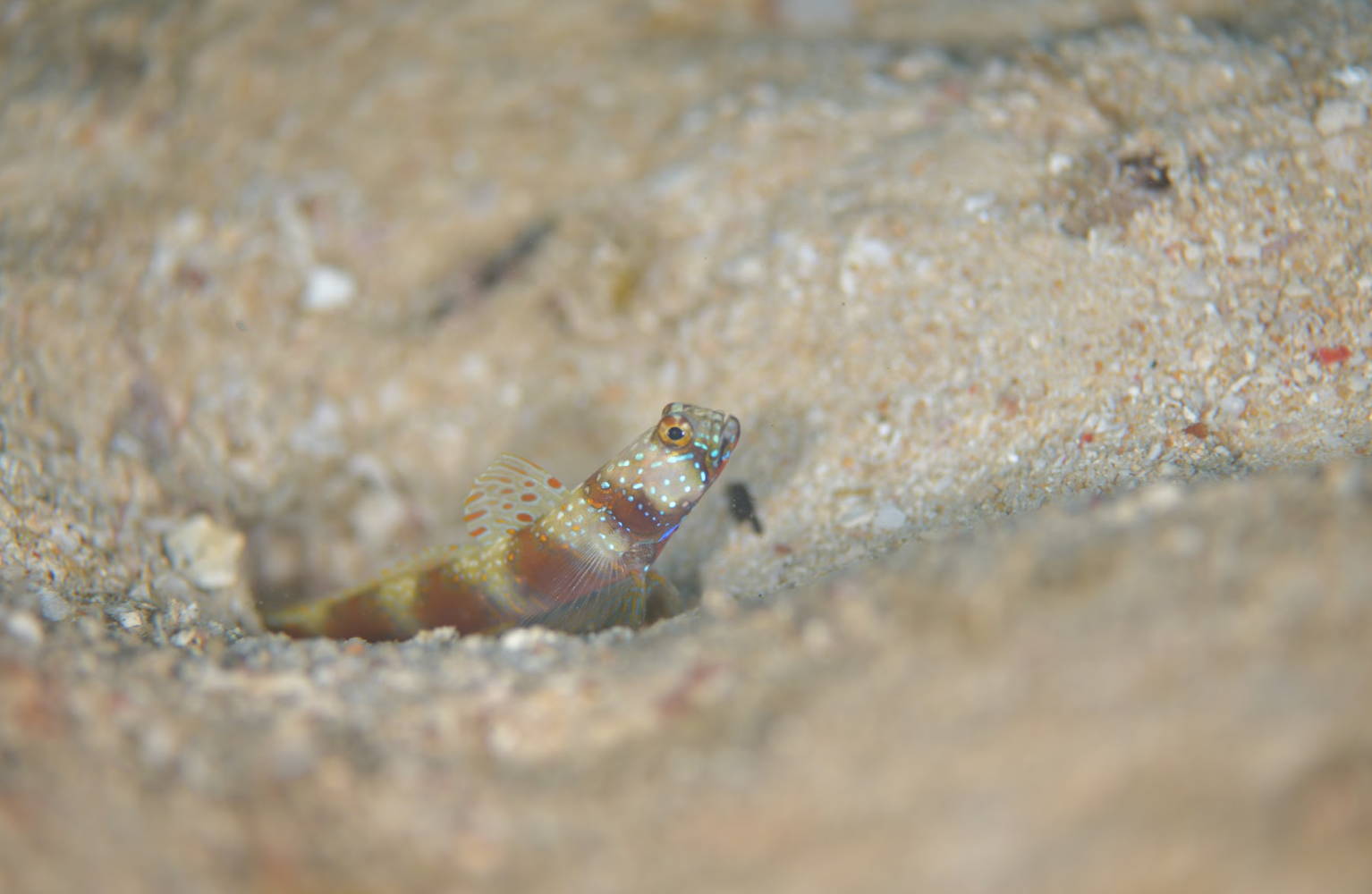 metallic shrimp goby