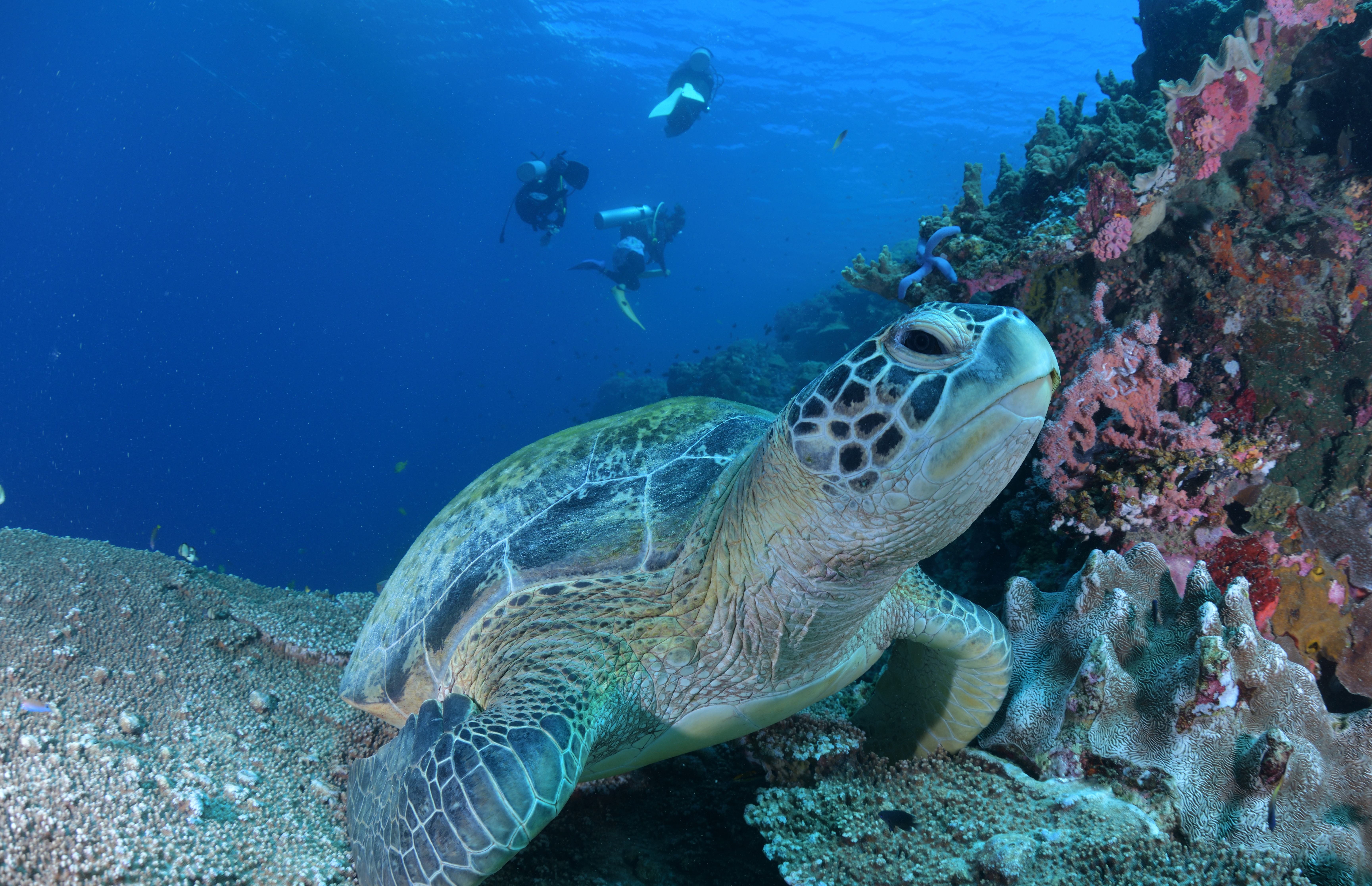 ビーチダイビング