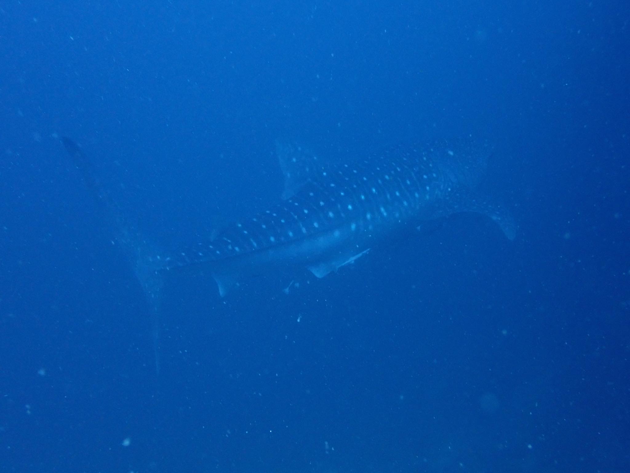 whaleshark!!!