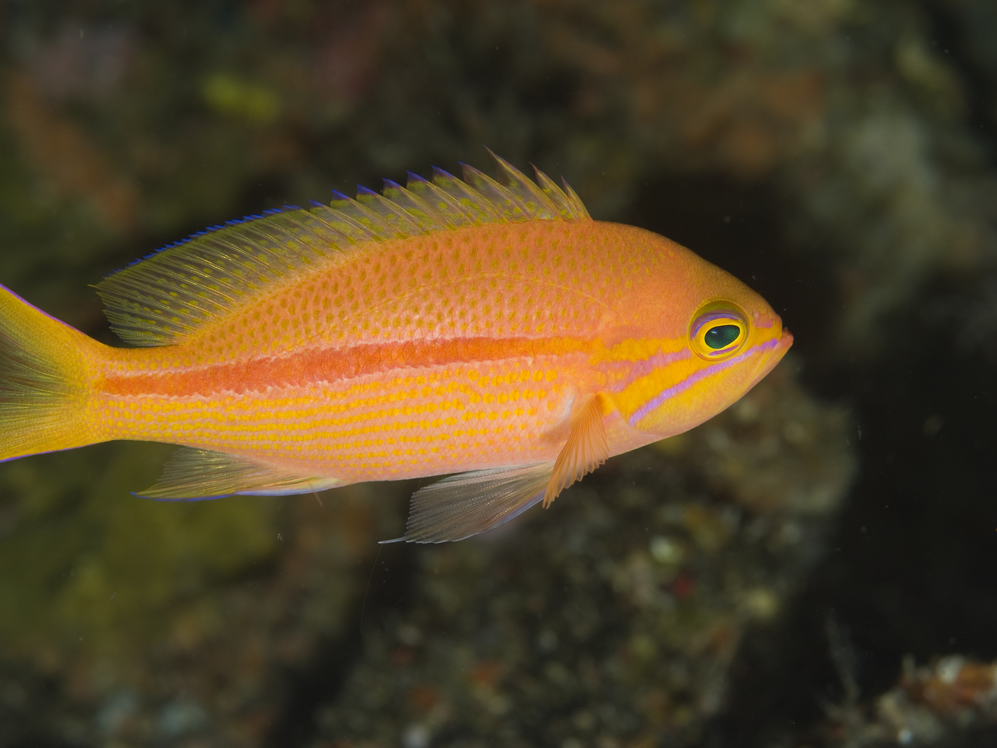 One-stripe anthias