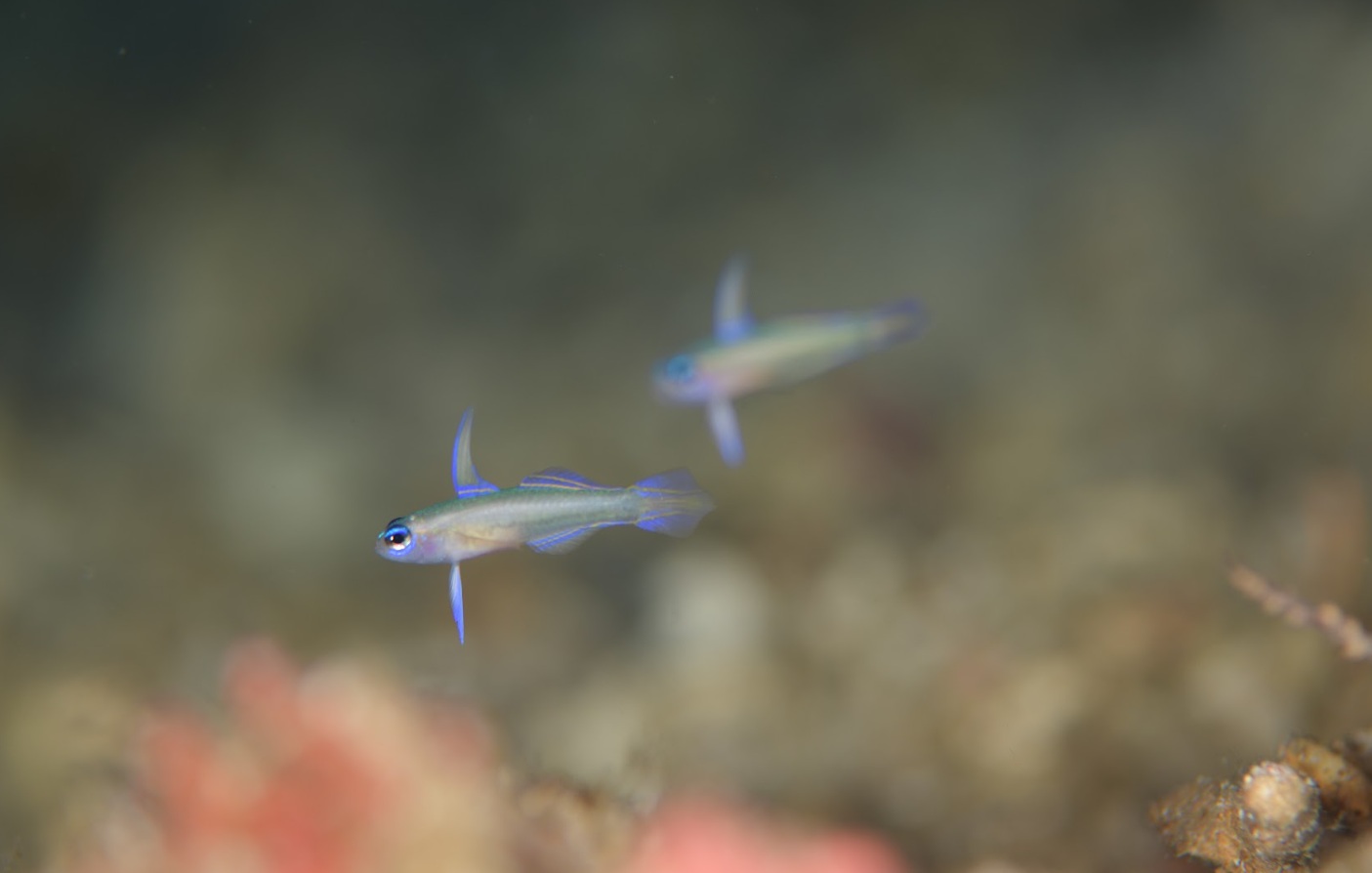 DartFish Goby